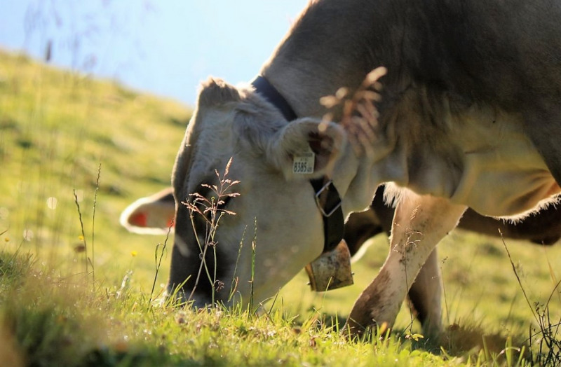 Tag auf der Hochfeldernalm – zwischen Morgen- und Abendsonne