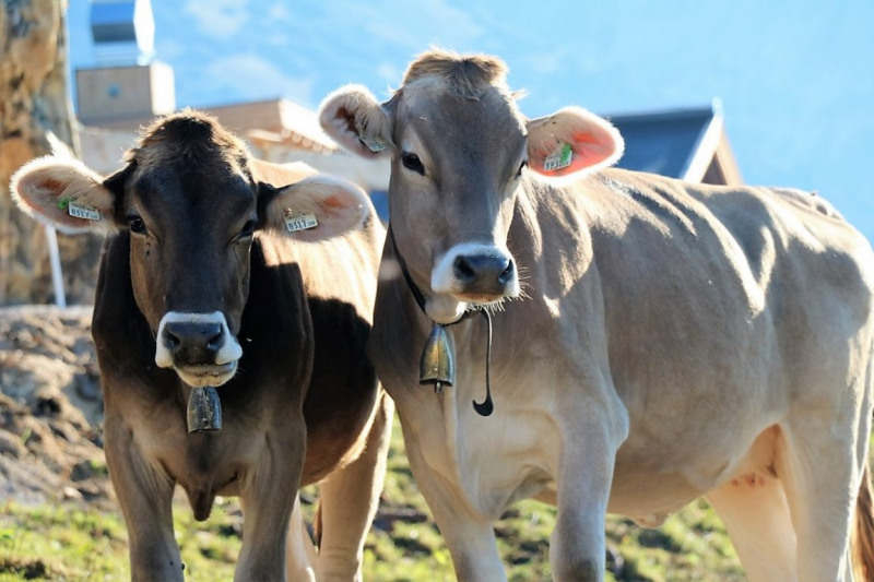 Tag auf der Hochfeldernalm – zwischen Morgen- und Abendsonne