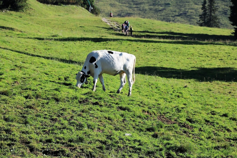Tag auf der Hochfeldernalm – zwischen Morgen- und Abendsonne