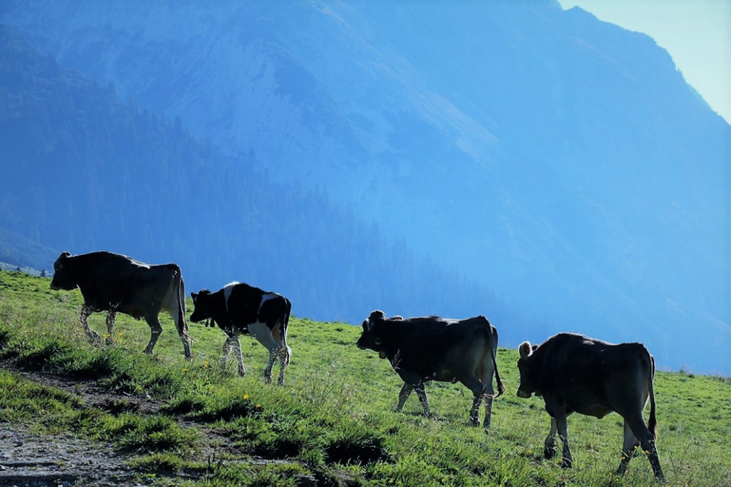 Tag auf der Hochfeldernalm – zwischen Morgen- und Abendsonne