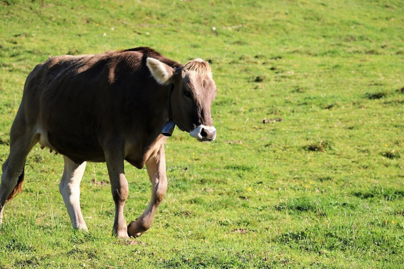 Tag auf der Hochfeldernalm – zwischen Morgen- und Abendsonne