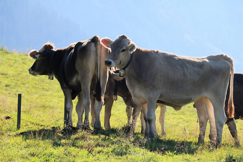 Tag auf der Hochfeldernalm – zwischen Morgen- und Abendsonne