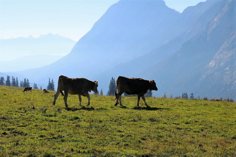 Tag auf der Hochfeldernalm – zwischen Morgen- und Abendsonne