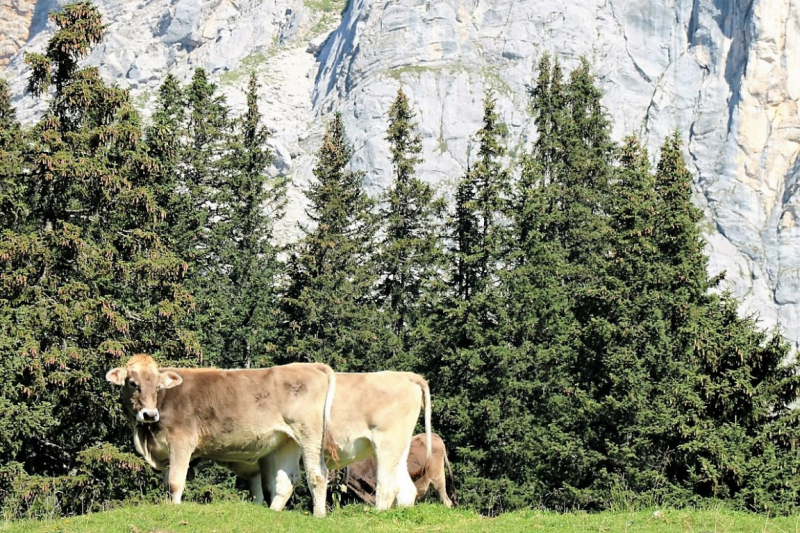 Tag auf der Hochfeldernalm – zwischen Morgen- und Abendsonne