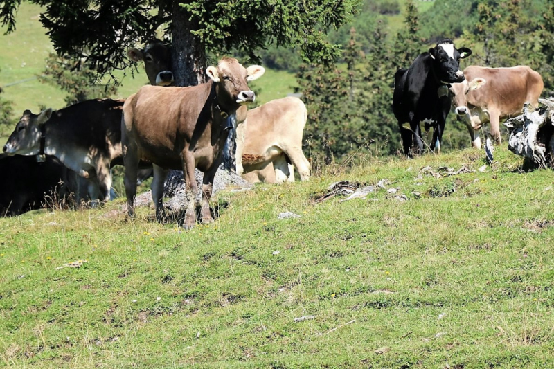 Tag auf der Hochfeldernalm – zwischen Morgen- und Abendsonne