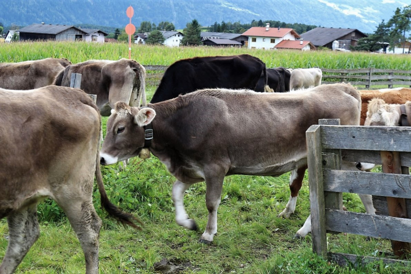 25 Jahre aktiv – Hirtenfamilie nimmt Abschied von der Feldernalm