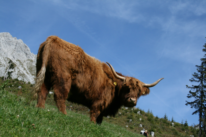 hochfeldernalm_2010_016