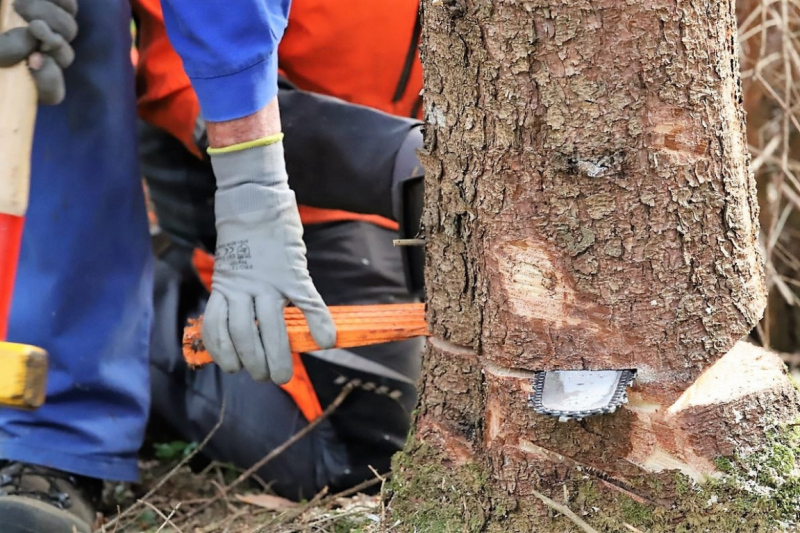Barwies – 150jährige Fichte wird Maibaum