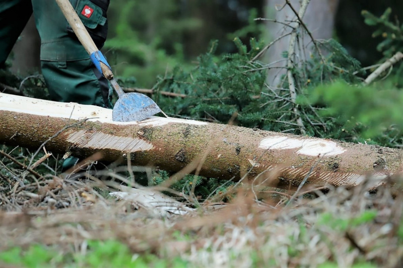 Barwies – 150jährige Fichte wird Maibaum