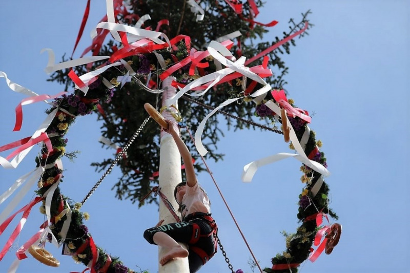 Barwies – 150jährige Fichte wird Maibaum