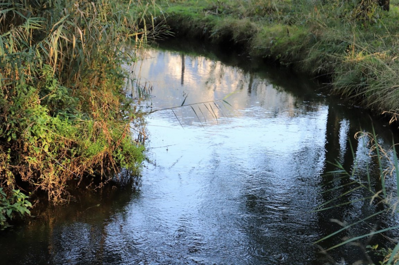 Das Murnauer Moos