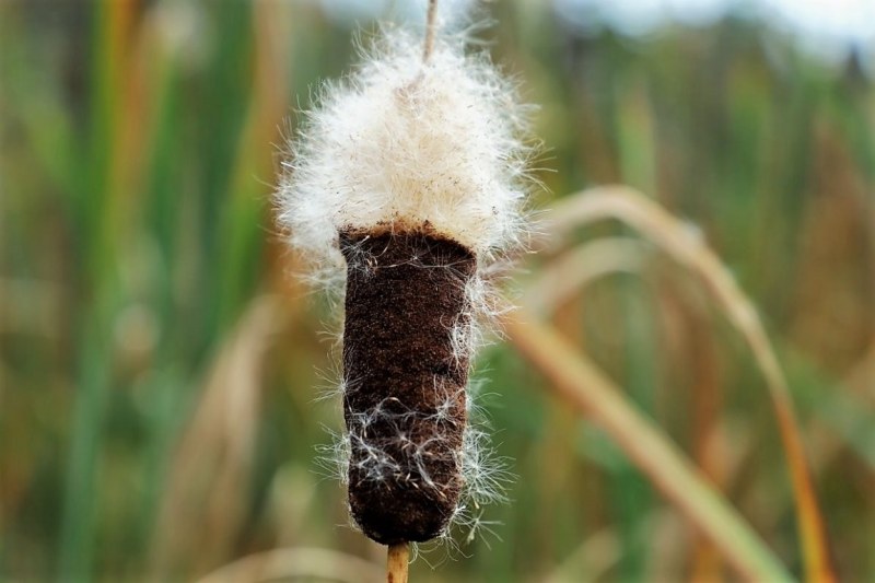 Das Murnauer Moos