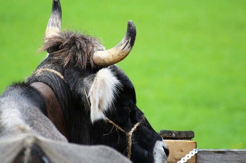Drei-Almen-Abtrieb in Barwies – Abschied des Marienberg-Hirten