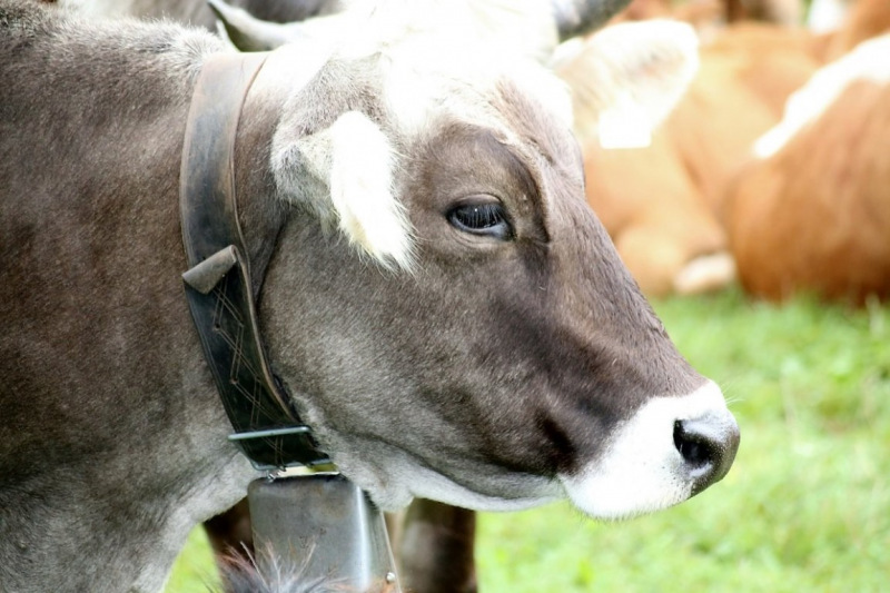 Drei-Almen-Abtrieb in Barwies – Abschied des Marienberg-Hirten