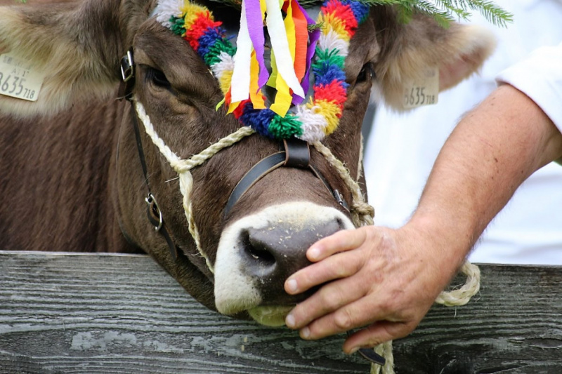 Drei-Almen-Abtrieb in Barwies – Abschied des Marienberg-Hirten