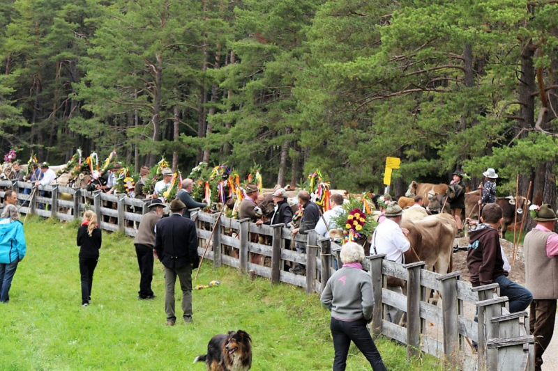 Drei-Almen-Abtrieb in Barwies – Abschied des Marienberg-Hirten