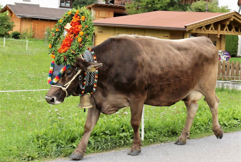 Drei-Almen-Abtrieb in Barwies – Abschied des Marienberg-Hirten