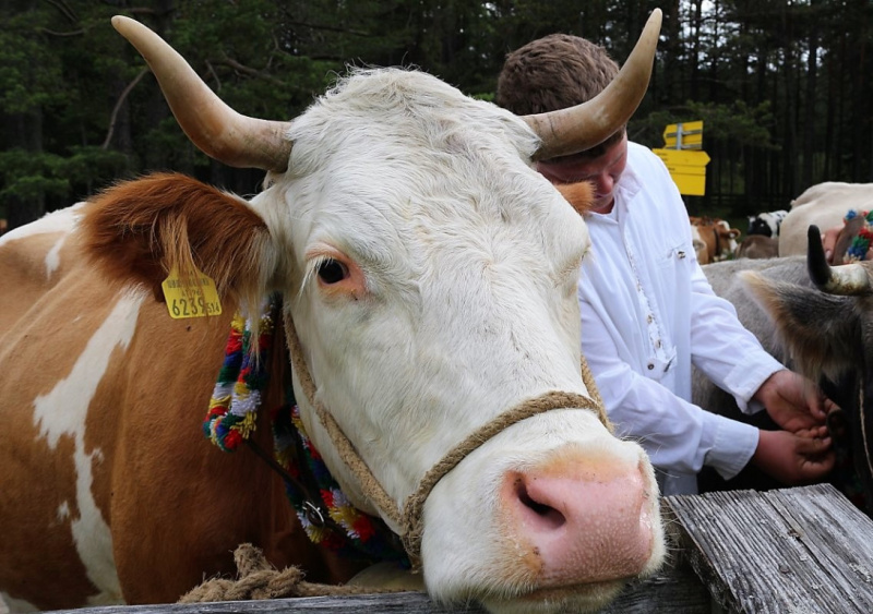 Drei-Almen-Abtrieb in Barwies – Abschied des Marienberg-Hirten