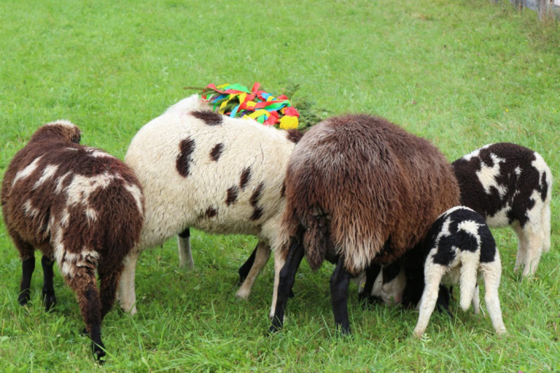 Drei-Almen-Abtrieb in Barwies – Abschied des Marienberg-Hirten