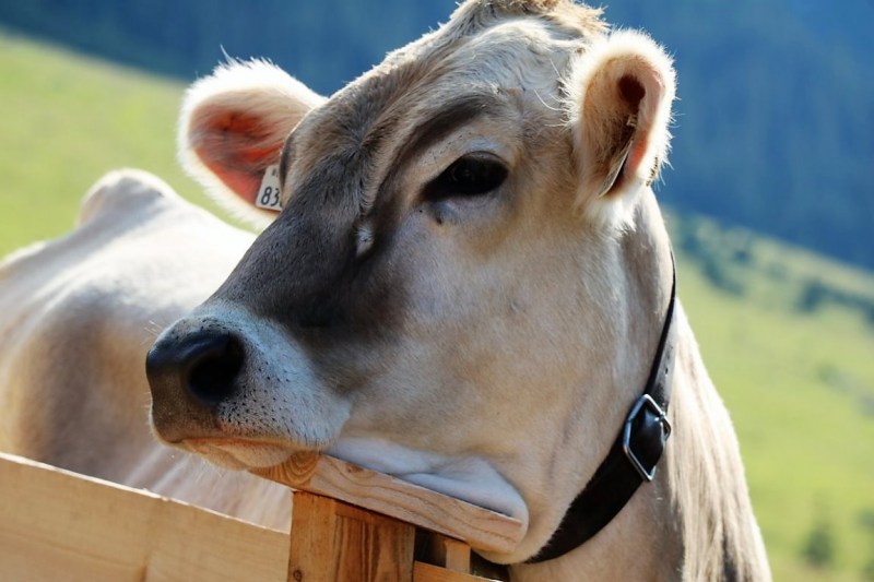 Einweihung Hochfeldern Alm – „Dorffest“ auf der Mieminger Alpe 