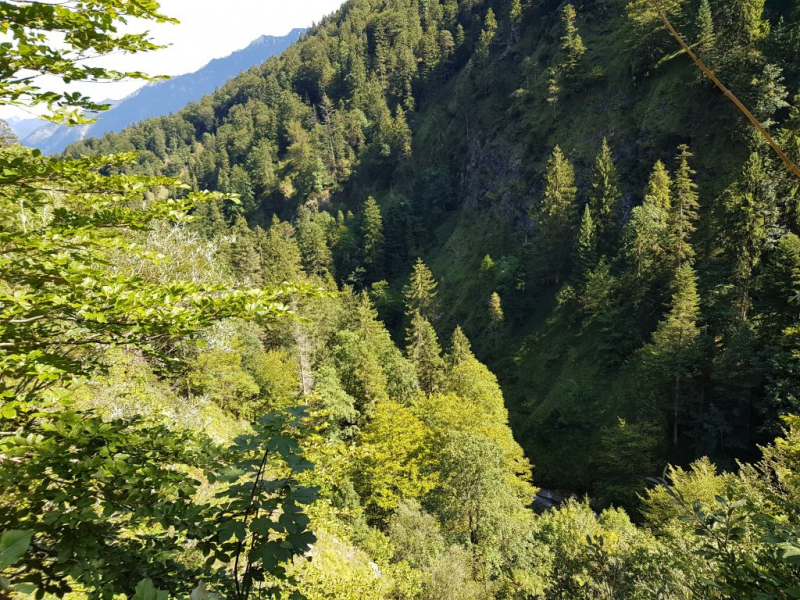 Ettaler Forst – geprägt von seinen Bewohnern