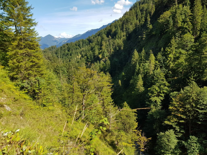 Ettaler Forst – geprägt von seinen Bewohnern