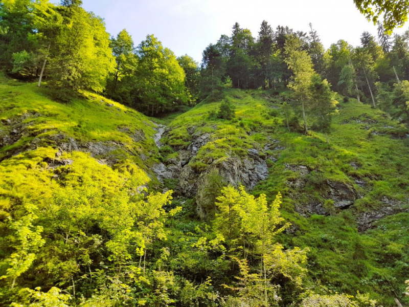 Ettaler Forst – geprägt von seinen Bewohnern