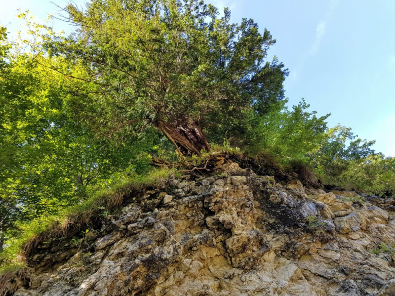 Ettaler Forst – geprägt von seinen Bewohnern