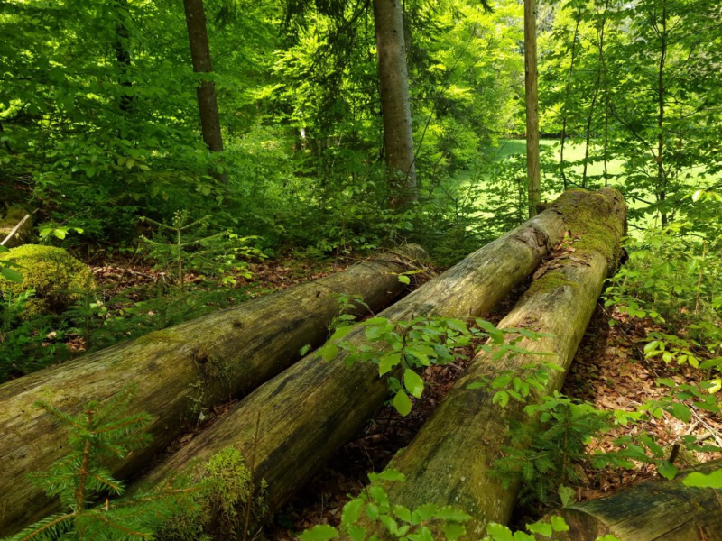 Ettaler Forst – geprägt von seinen Bewohnern