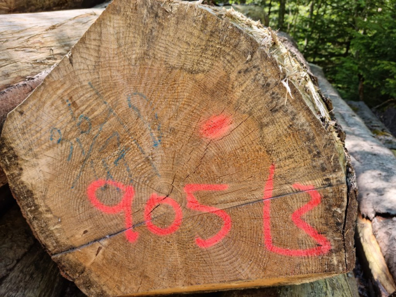 Ettaler Forst – geprägt von seinen Bewohnern