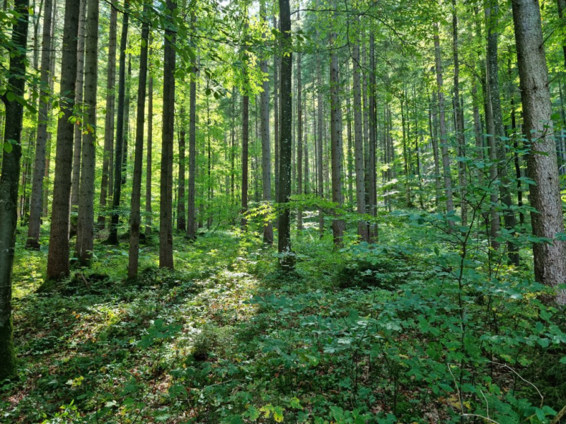 Ettaler Forst – geprägt von seinen Bewohnern