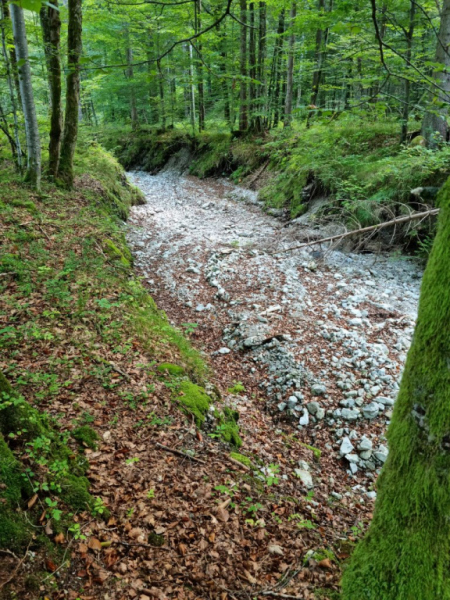 Ettaler Forst – geprägt von seinen Bewohnern