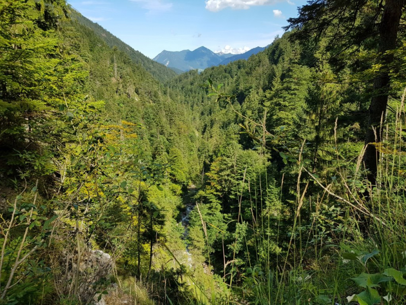 Ettaler Forst – geprägt von seinen Bewohnern