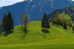 Ettaler Wald – geprägt von seinen Bewohnern