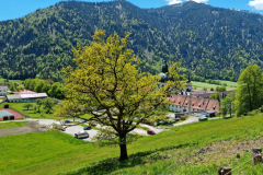 Ettaler Wald – geprägt von seinen Bewohnern
