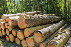 Ettaler Wald – geprägt von seinen Bewohnern