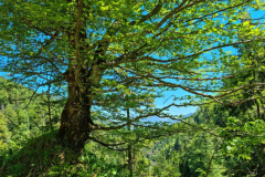 Ettaler Wald – geprägt von seinen Bewohnern
