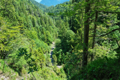 Ettaler Wald – geprägt von seinen Bewohnern
