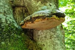 Ettaler Wald – geprägt von seinen Bewohnern