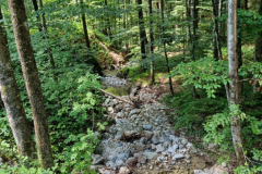 Ettaler Wald – geprägt von seinen Bewohnern