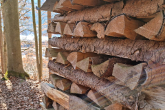 Ettaler Wald – geprägt von seinen Bewohnern