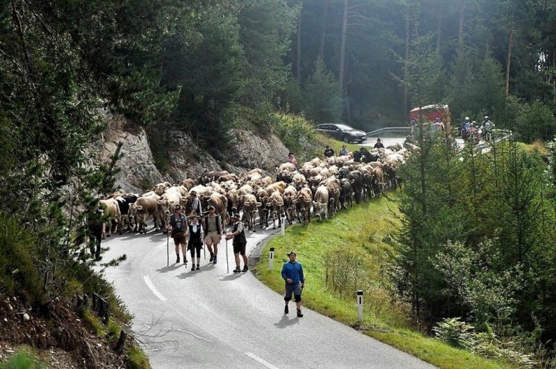 Almabtrieb Feldernalm September 2012 