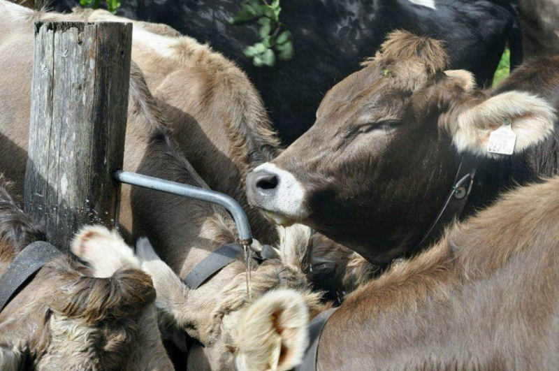Almabtrieb Feldernalm September 2012 