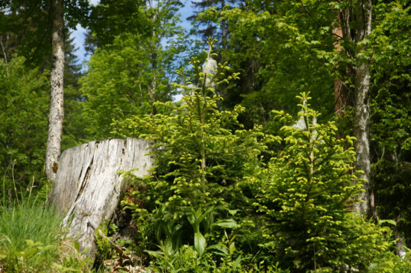 Feldernalmbauern zäunen vier Kilometer Weidezäune
