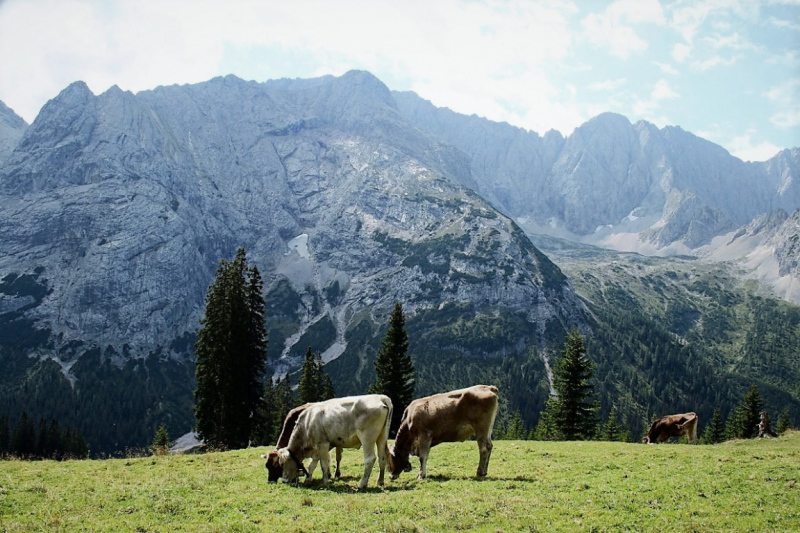 „Mein Tag beginnt um halb fünf“ sagt der Feldernalmhirt Norbert Kluckner