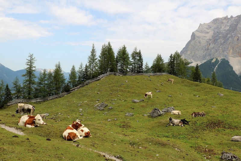 Freilichtbühne Seeben Alm – Almvieh und Wanderer auf Augenhöhe