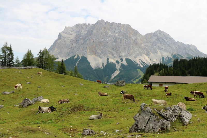Freilichtbühne Seeben Alm – Almvieh und Wanderer auf Augenhöhe