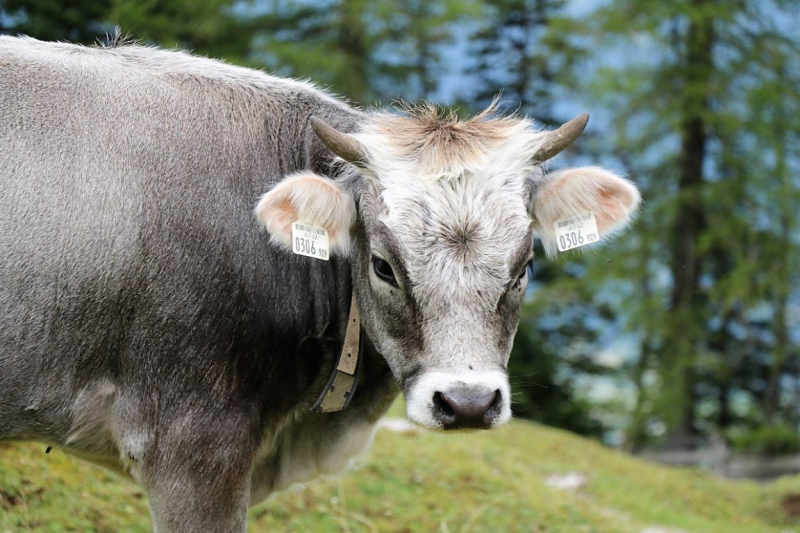 freilichtbuehne_seebenalm_2017_013