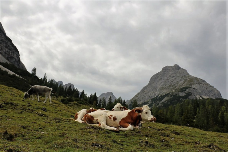 Freilichtbühne Seeben Alm – Almvieh und Wanderer auf Augenhöhe