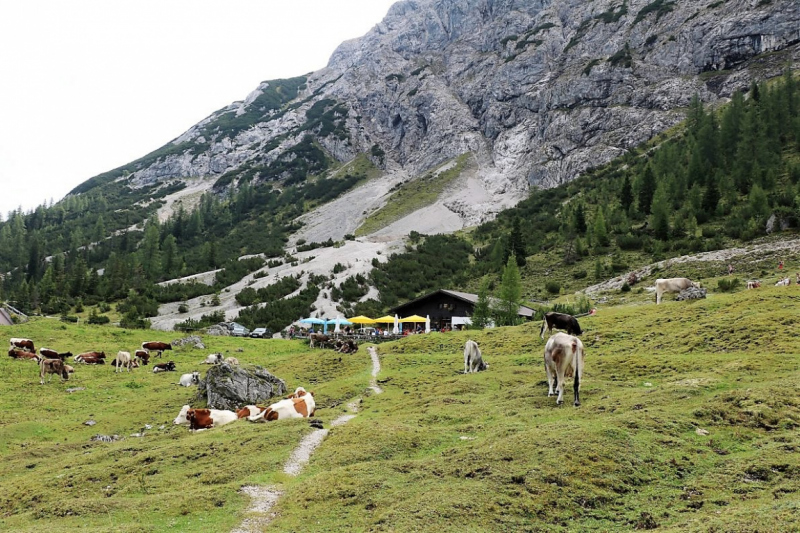 Freilichtbühne Seeben Alm – Almvieh und Wanderer auf Augenhöhe
